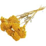 👉 Geel natuurlijk materiaal Bries aan Zee Gedroogde Achillea Parker Default 8785258085628