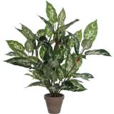 👉 Kunstplant groen One Size Dieffenbachia H70 x Ø55 cm Terracotta pot 8712293332523