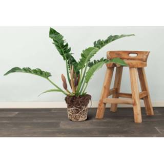 👉 Schaduwplant One Size Color-Groen We Love Plants - Philodendron Narrow 55 cm hoog 8720514873120