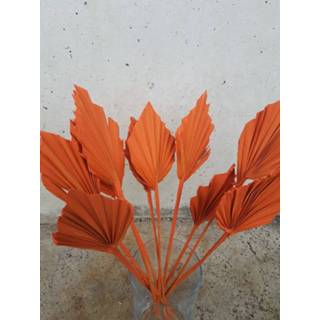 👉 Natuurlijk materiaal GeenKleur Bries aan Zee Gedroogde palmspeer terra Default 8785267659469