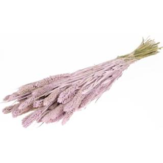 👉 Natuurlijk materiaal GeenKleur Bries aan Zee Gedroogde Setaria lilac misty Default 8785261908730