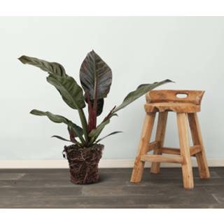 👉 Schaduwplant rood One Size Color-Rood We Love Plants - Philodendron Imperial Red 60 cm hoog 8720514872963