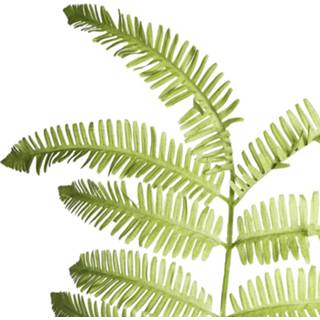 👉 Groen One Size Fern Plant Varen Kunstblad 85 x 25 140 cm 8720014211040