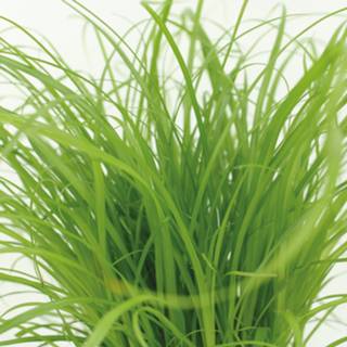 👉 Kattengras One Size Color-Groen We Love Plants - Cyperus Alternifolius 2 stuks 20 cm hoog 8720514875148