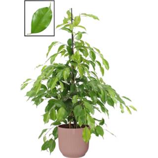 👉 Sierpot roze One Size no color Ficus benjamina ‘Exotica’ in ELHO Vibes Fold Rond (delicaat roze) (2109 - 22x105 cm)