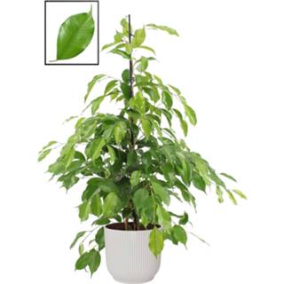 👉 Sierpot One Size no color Ficus benjamina ‘Exotica’ in ELHO Vibes Fold Rond (zijdewit) (2109 - 22x105 cm)