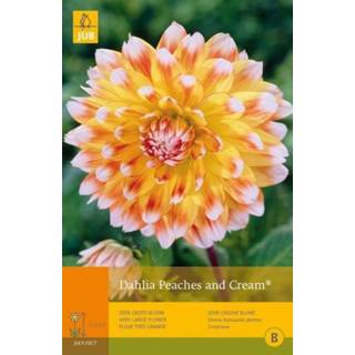 👉 Dahlia One Size GeenKleur 2 stuks 1 Peaches And Cream 8719269098896