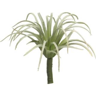 Grijs donkergroen One Size GeenKleur Tillandsia maureana grey green 15cm 8505453195317