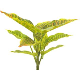 👉 Donkergroen geel One Size GeenKleur Croton variegatum bush green/yellow 25cm 8505451877017
