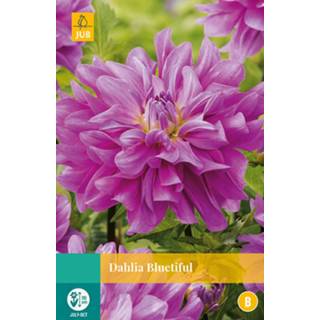 👉 Dahlia One Size paars 2 stuks Bluetiful 1 bol 8719269563400