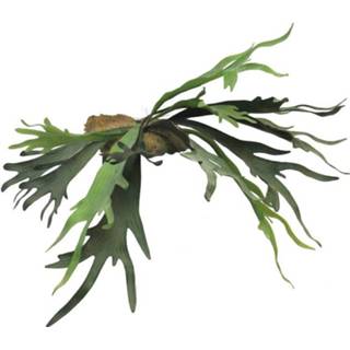 👉 Donkergroen One Size GeenKleur (Best) Platycerium green 50cm 705455100212