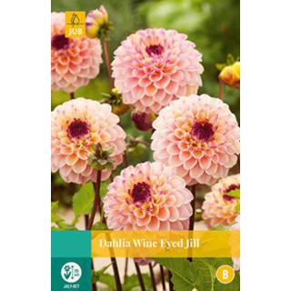 👉 Dahlia One Size geel 2 stuks Wine Eyed Jill 1 bol 8719269563752