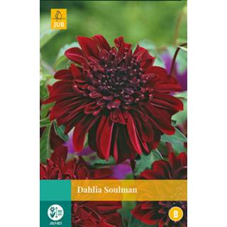 👉 Dahlia One Size donkerrood 2 stuks Soulman 1 bol 8719269563684