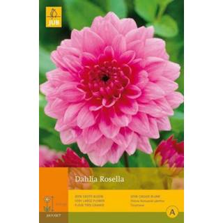 👉 Dahlia One Size roze 2 stuks 1 Rosella 8719269098902