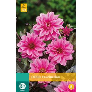 👉 Dahlia One Size roze 2 stuks Fascination 1 bol 8719269563448