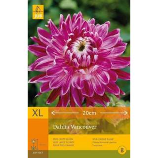 👉 Dahlia One Size paars 2 stuks 1 Vancouver 8719269099022