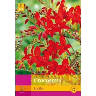 👉 Lucifer One Size rood 2 stuks 25 Crocosmia 8719269100681