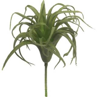 👉 Donkergroen One Size GeenKleur Tillandsia pick green 17cm 8505453186605