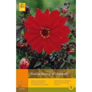 👉 Dahlia One Size rood 2 stuks 1 Bishop Of Llandaff 8719269099411