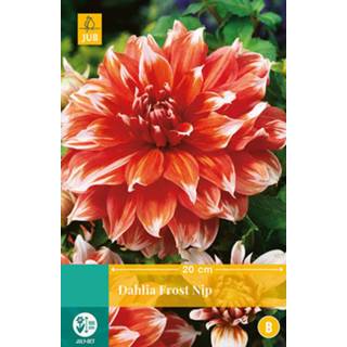 👉 Dahlia One Size oranje 2 stuks Frost Nip 1 bol 8719269563462