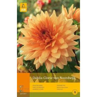 👉 Dahlia One Size oranje 2 stuks 1 Glorie Van Noordwijk 8719269098841