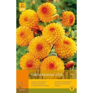 👉 Dahlia One Size oranje 2 stuks 1 Souvenir Dete 8719269099251