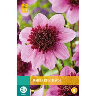 👉 Dahlia blauw One Size lila 2 stuks Blue Bayou 1 bol 8719269563394