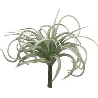 👉 Grijs donkergroen One Size GeenKleur Tillandsia harrisii grey green 17cm 8505453195218