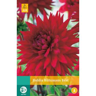 👉 Dahlia One Size rood 2 stuks Wittemans Best 1 bol 8719269564469