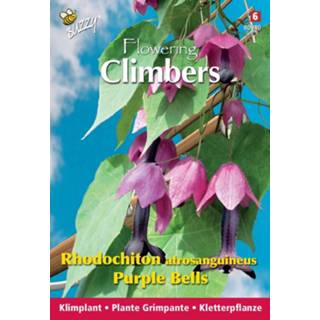 Deurbel purper One Size GeenKleur 3 stuks Flowering climbers rhodochiton purple bells 8719269387228
