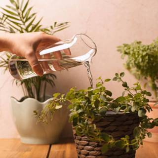 👉 Gieter transparant glas One Size Color-Transparant Thumbs Up Plant Buddy 500 ml 5060820070749