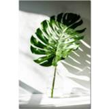 Poster active Plantenblad Engelse letter Art Posters Prints Wall Pictures zonder lijst, afmeting: 50× 70cm (A Leaf)