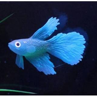 👉 Nachtlamp blauwe siliconen active 3 stks nachtlampje simulatie vis tank decoraties milieuvriendelijke kleurrijke (3 betta)