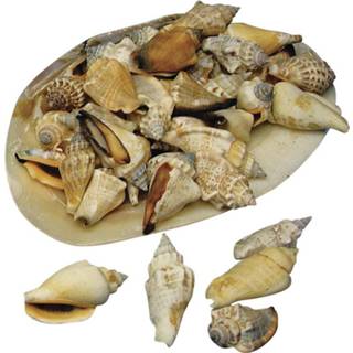 👉 Decoratie schelp multi Puntige schelpen in grote 4-6 cm