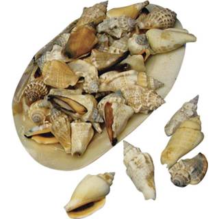 👉 Decoratie schelp multi 4x zakjes puntige schelpen in grote 4-6 cm