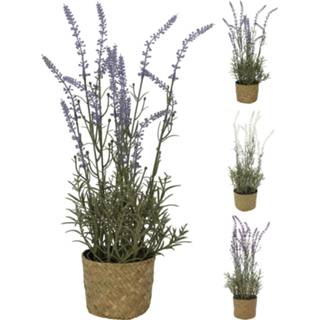 👉 Plant lavendel in mandje 46x15cm