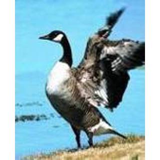 Animal Essences Canada Goose (Canadese Gans) (30ml) 8717624994074
