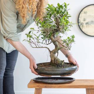 👉 Keramieken schaal Bonsai Ficus Retusa met - P40