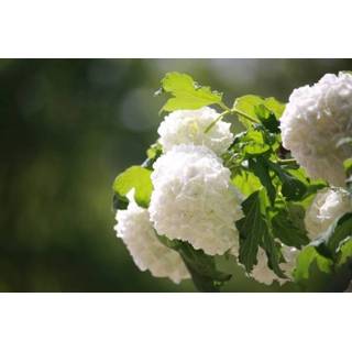 👉 Pluimhortensia Hydrangea Paniculata Little LimeÂ® - Pluim Hortensia
