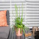 👉 Afrikaanse lelie Apaganthus Amourette Superb - P17