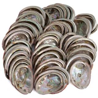 👉 Abalone schelp Schelpen uit Chili - 50 tot 100 mm- 1 KG (ca. 40 ~ schelpen) 7421125996741