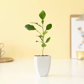 👉 Citrusboom active Citrusboompje