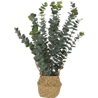 👉 Mand mannen Plant eucalyptus in 13x10 8720573124287 2900087364010