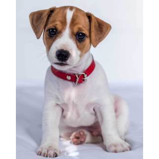 👉 Fleeceplaid antraciet Animal Pictures Jack Russell Terrier - 120 x 150 cm 8592753024935