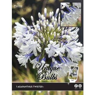 👉 Afrikaanse lelie Agapanthus Twister -