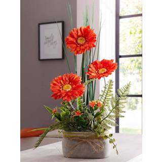 👉 Arrangement Gerbera IGEA Rood