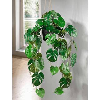 👉 Hangplant IGEA Groen