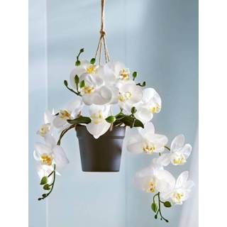 👉 Orchidee wit One Size in hangpot Gasper 4064118988755