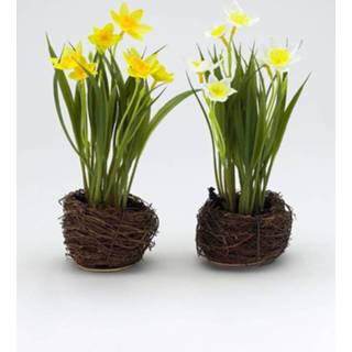 👉 Multicolor is onderhoudsarm Set van 2 narcissen IGEA 4019844792626