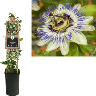 👉 Passiflora caerulea 8714339263334